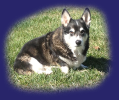 Chance - Official Farm Greeter