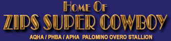 AQHA Palomino Halter Stallion Zips Super Cowboy