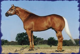 PHBA World Champion - Zips Super Cowboy