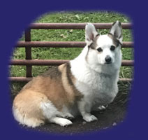 Skipper - Farm Greeter